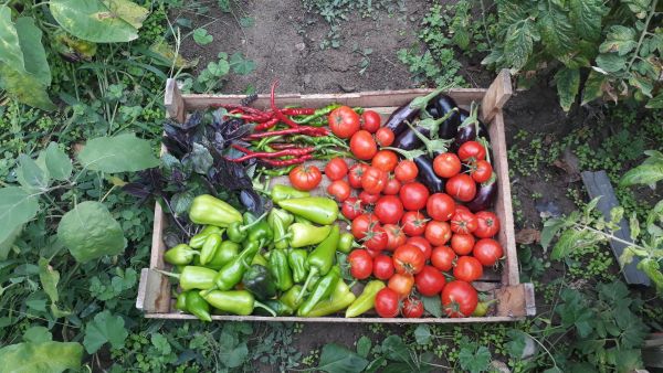 Du potager à la table : Comment économiser en cultivant ses propres légumes